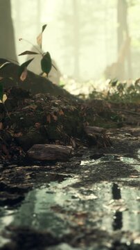 Water trickles down a forest path surrounded by greenery. Sunlight reflects on the surface of the water. Leaves and rocks are scattered along the way.
