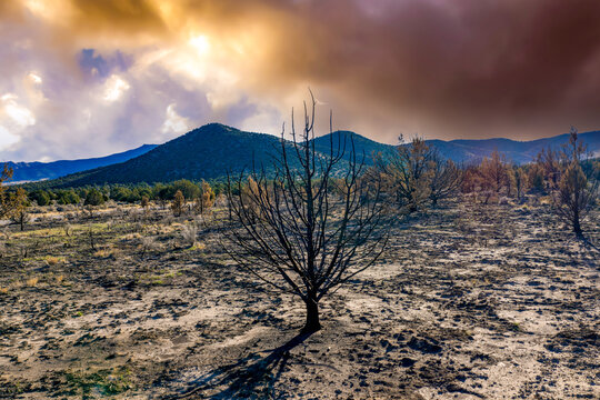 Aerial view of scorched juniper trees standing in the charred landscape of the West Desert under a dramatic smoky sky in Faust, Utah, United States.