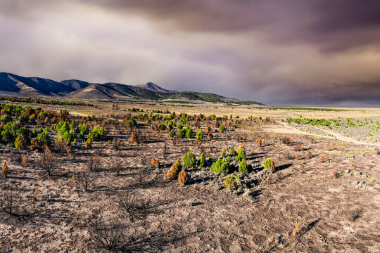Aerial view of scorched juniper trees and charred landscape in the West Desert following a wildfire, with mountains in the background in Faust, Utah, United States.