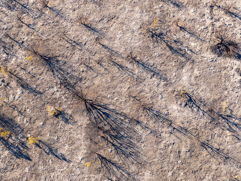 Aerial view of scorched juniper trees in the West Desert, with charred branches casting long shadows on the dry, ash-covered ground in Faust, Utah, United States.