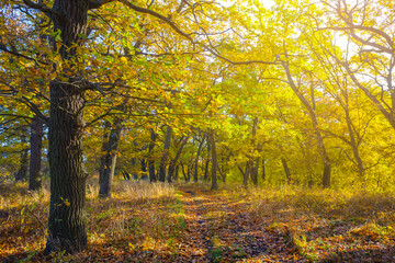 ground road covered by red leaves among the autumn forest at the bright sunny day © Yuriy Kulik
