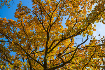 closeup red dry autumn oak tree on the blue sky background © Yuriy Kulik