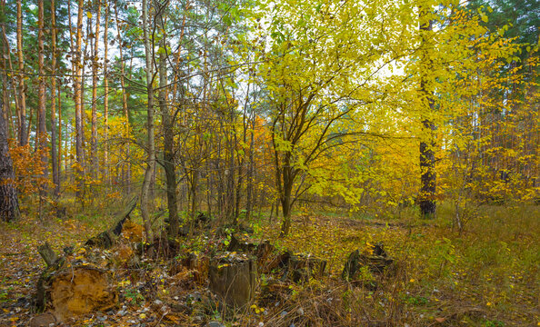 autumn forest glade covered by the red dry leaves, seasonal outdoor scene