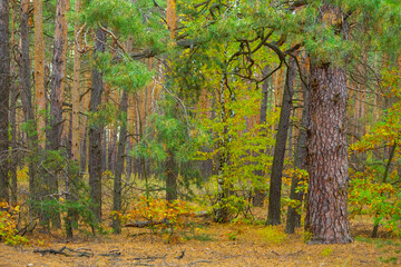 autumn forest glade covered by the red dry leaves, seasonal outdoor scene © Yuriy Kulik
