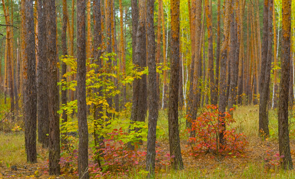 autumn forest glade covered by the red dry leaves, seasonal outdoor scene