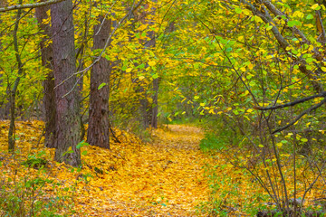 ground road through the autumn forest covered by the red dry leaves, seasonal outdoor scene © Yuriy Kulik