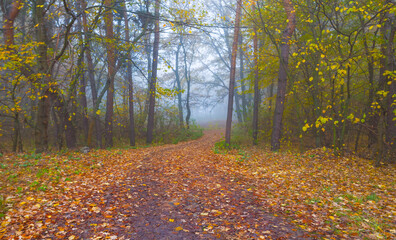 ground road through the misty autumn forest covered by the red dry leaves, seasonal outdoor scene © Yuriy Kulik