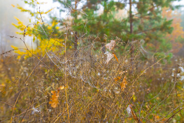 closeup wet spider web  on the dry bush branches © Yuriy Kulik
