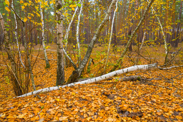 autumn birch grove glade covered by the red dry leaves, seasonal outdoor scene © Yuriy Kulik