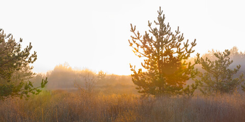 wide forest glade in the light of early morning sun © Yuriy Kulik