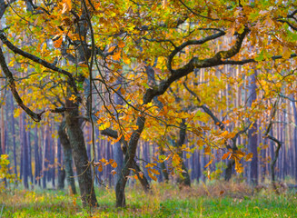 autumn oak forest glade covered by the red dry leaves, seasonal outdoor scene © Yuriy Kulik