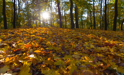 autumn maple forest glade covered by red dry leaves in light of sparkle sun, seasonal outdoor scene © Yuriy Kulik