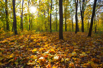 autumn maple forest glade covered by red dry leaves in light of sparkle sun, seasonal outdoor scene © Yuriy Kulik
