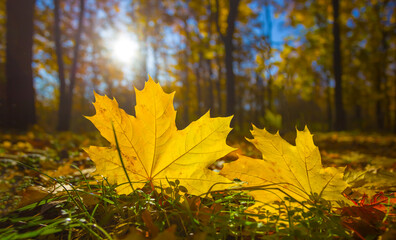 closeup red dry maple leaves on the ground in light of sparkle sun, beautiful autumn natural background © Yuriy Kulik