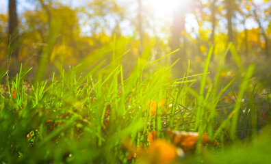 closeup green grass on the forest glade in light of sparkel sun © Yuriy Kulik