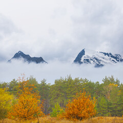 red autumn forest growth in the mountain valley in mist and dense clouds © Yuriy Kulik