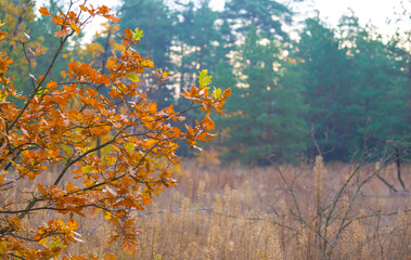 autumn forest glade covered by the red dry leaves, seasonal outdoor scene © Yuriy Kulik