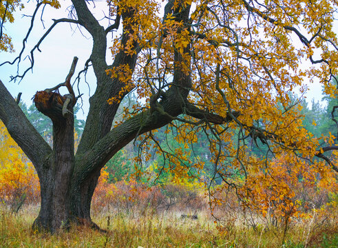 alone large oak tree on the autunm forest glade