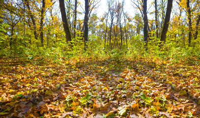 autumn  forest glade covered by red dry leaves in light of sparkle sun, seasonal outdoor scene © Yuriy Kulik