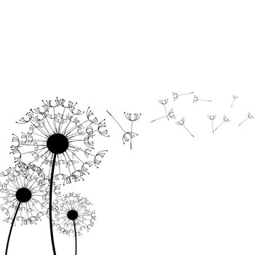 Minimalist dandelion fluff silhouette with blowing seeds flying in the wind, abstract summer floral nature outline graphic element for wall decals, eco packaging and printing