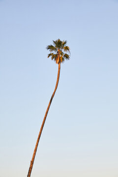 single palm tree against blue sky during sunset
