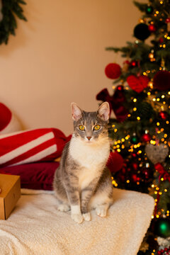 Cute domestic cat sitting in front of a decorated Christmas tree with sparkling lights and festive ornaments. Cozy holiday atmosphere, Christmas celebration, pets and winter season at home.