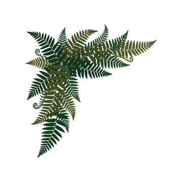 Elegant fern leaf vector illustration for botanical design and