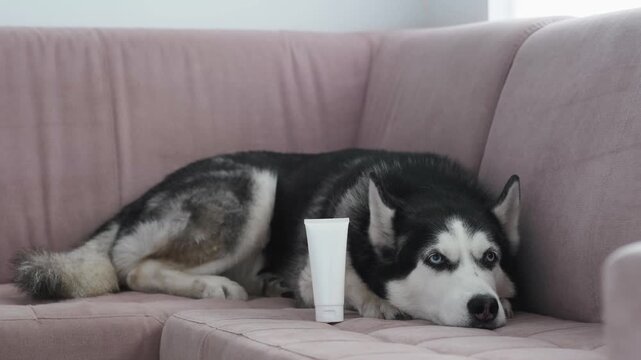 Pet cosmetics mockup, Siberian husky lying on pink sofa beside blank white tube and looking at camera. Dog skin care and pet grooming cream concept, cozy home interior