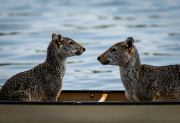 Naklejka premium Wildlife conservation and nature connection, two wild animals sitting in a canoe on water, surreal animal encounter in a wilderness lake environment