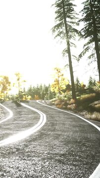 A winding road stretches through a green forest. Tall trees line the sides, showing light through their leaves. The sun shines brightly in the sky, creating a warm atmosphere.