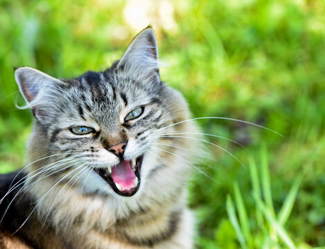 Beautiful Long Haired Tabby Cat