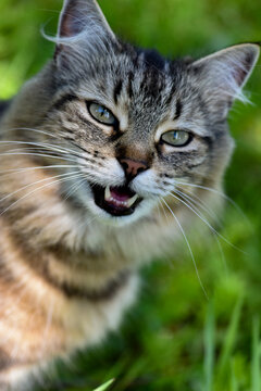 Beautiful Long Haired Tabby Cat