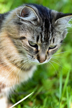 Beautiful Long Haired Tabby Cat