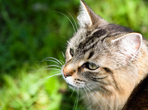 Beautiful Long Haired Tabby Cat