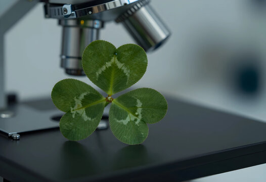 Botanical research and plant science, green clover leaf under microscope for laboratory analysis of nature and environmental biology in a medical lab