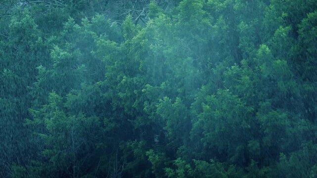 Rainstorm Thrashes Trees Around Dramatic Weather
