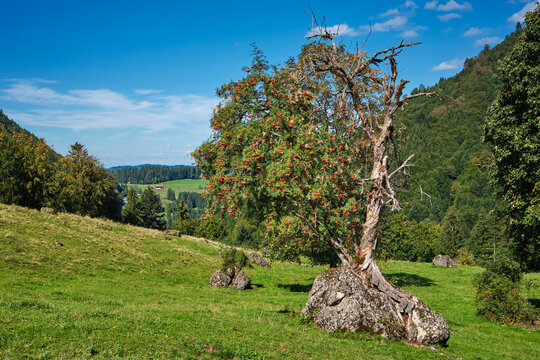 Ancient rowan tree (Sorbus aucuparia) with ripe red berries growing on a rocky outcrop in the Allg&auml;u Alps, Oberstaufen, Bavaria, Germany.