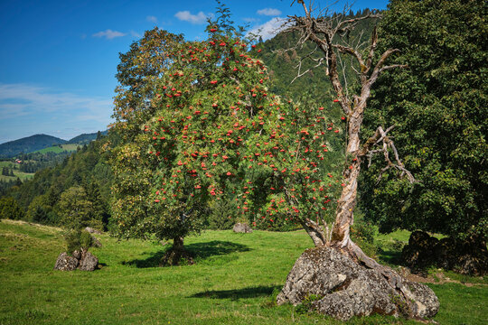 Ancient rowan tree (Sorbus aucuparia) with ripe red berries growing on a rocky outcrop in the Allg&auml;u Alps, Oberstaufen, Bavaria, Germany.