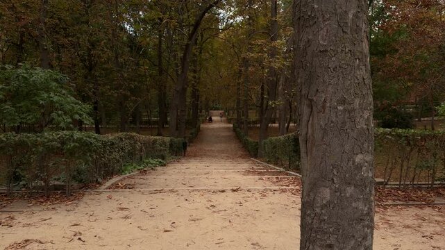 Wide angle static shot of a scenic tree-lined path covered in fallen autumn leaves under soft daylight in Parque del Retiro, Madrid, Spain.