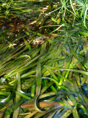 European water frog (Pelophylax sp.) hiding among dense aquatic plants in shallow freshwater. Wild amphibian camouflaged in its natural wetland habitat. © Marek