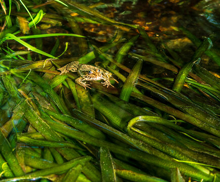 European water frog (Pelophylax sp.) resting in shallow freshwater among aquatic plants. Spotted amphibian blending into its natural wetland habitat.