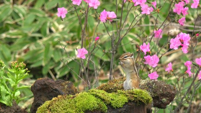シマリスと花