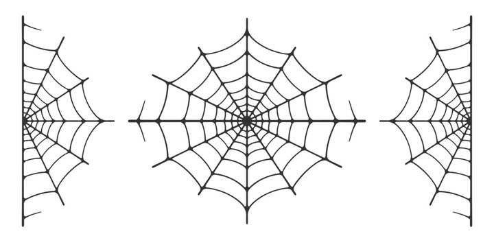 Spider web vector illustration