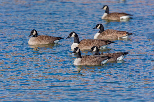 Canada Goose (Branta canadensis) in Its Natural Habitat