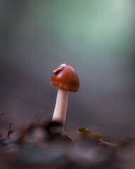 mushrooms in the forest © Tom's Wildlife