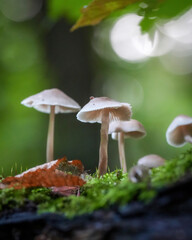 mushroom in the forest © Tom's Wildlife