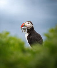 atlantic puffin or common puffin © Tom's Wildlife