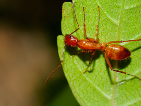 Red carpenter ant (Camponotus castaneus) on a green leaf. Ideal for pest control advertising, biology textbooks, nature documentaries, and science publications.