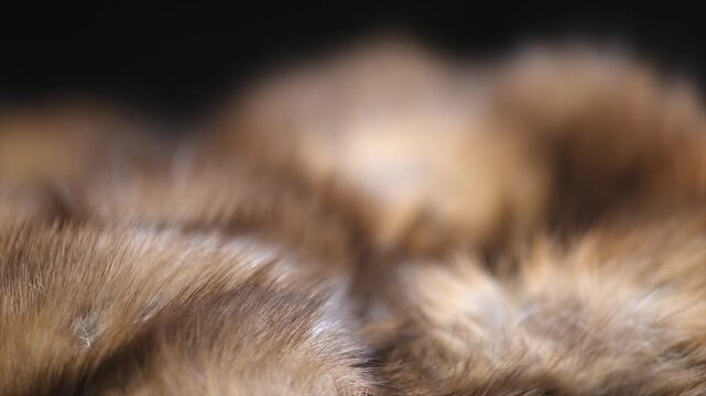 Sable fur background. Red with brown fur clothes texture closeup. Soft and fluffy Russian sable macro shot, over black background. Slow motion