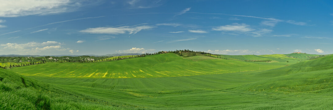 Aerial view of rolling green hills and fields in the countryside with rows of cypress trees under a clear blue sky in Tuscany, Italy.